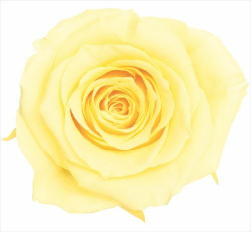 日本不凋大輪玫瑰(L-8朵) 05203-501