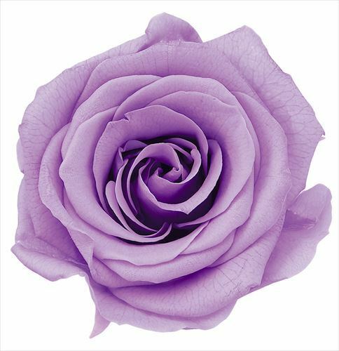 日本不凋大輪玫瑰(L-8朵) 05203-451