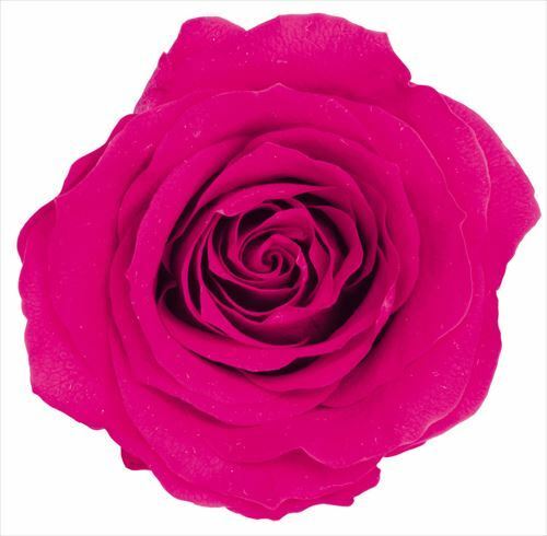 日本不凋大輪玫瑰(L-8朵) 05203-211