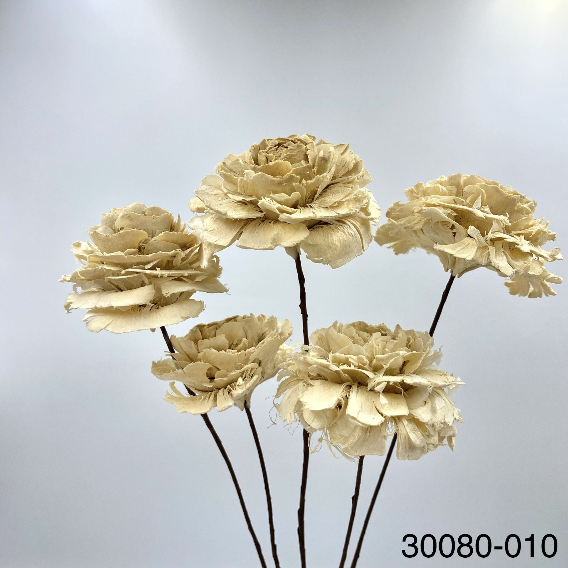 日本乾燥木玫瑰 30080-010