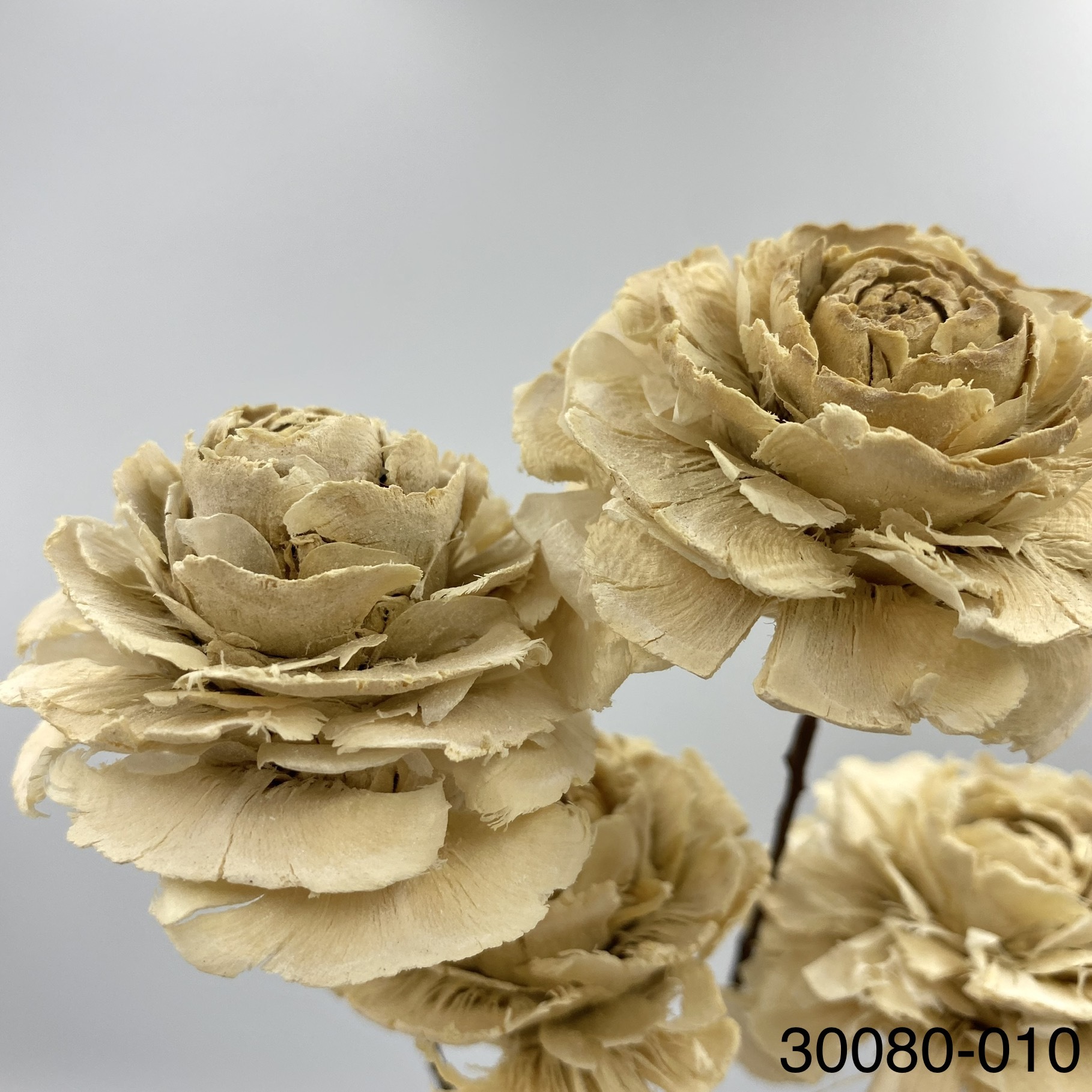 日本乾燥木玫瑰 30080-010