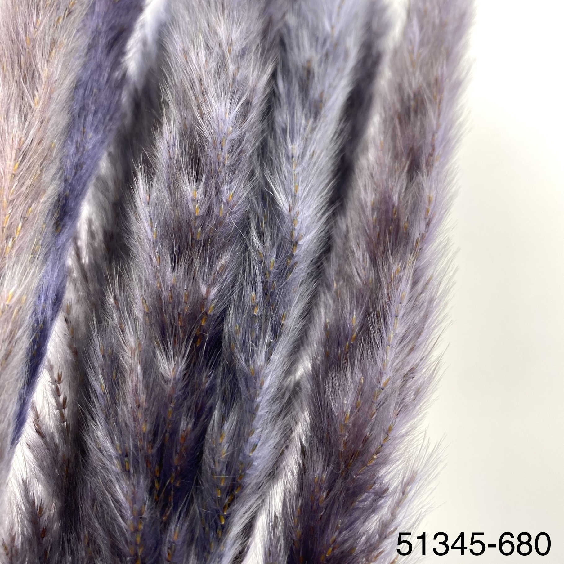 小芒草  51345-680