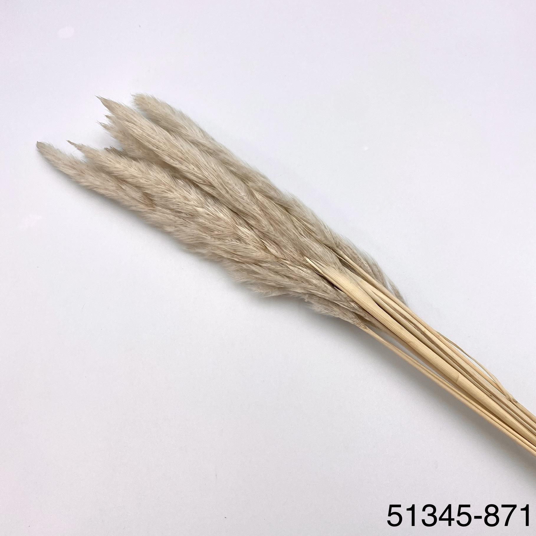 小芒草  51345-871