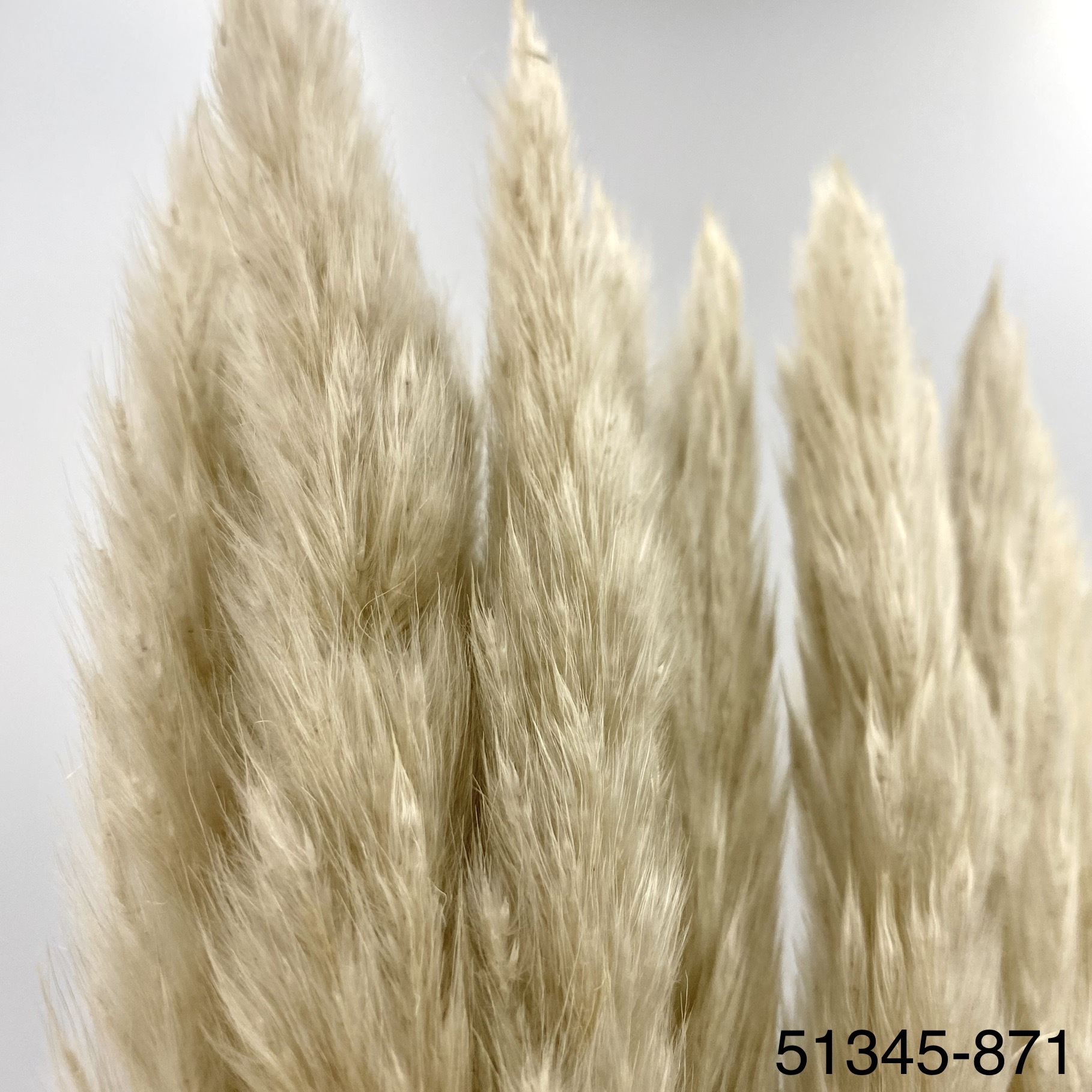 小芒草  51345-871