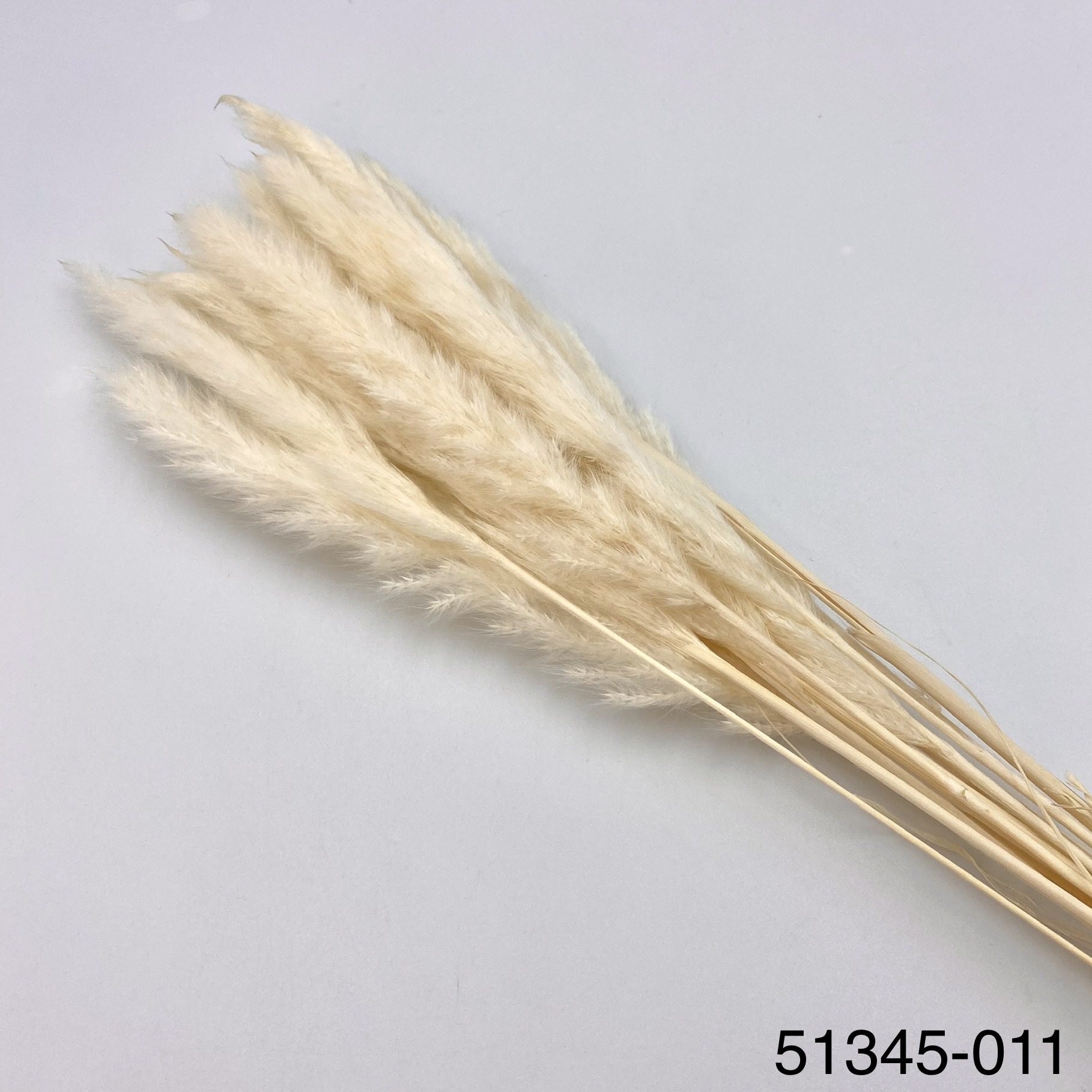 小芒草  51345-011