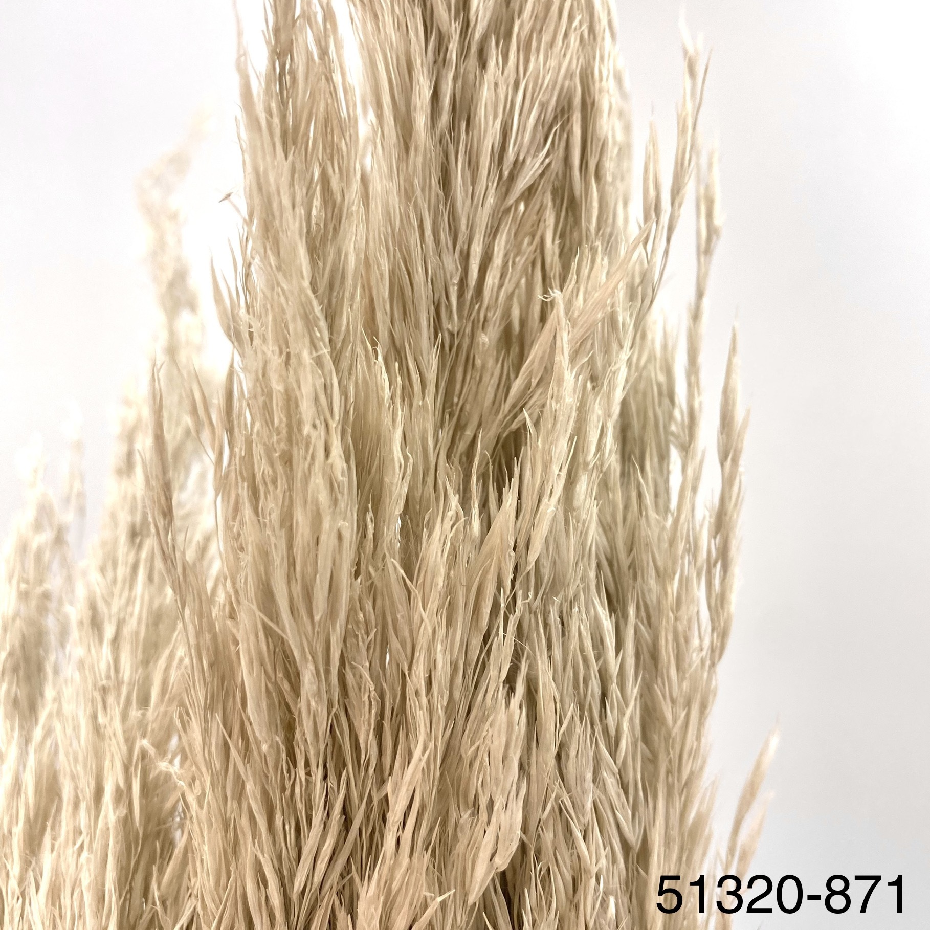 芒草 51320-871
