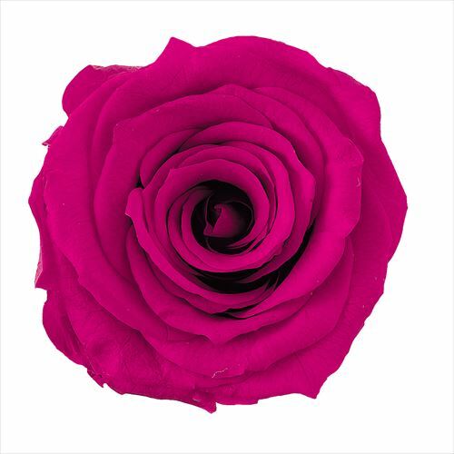 日本不凋大輪玫瑰(M-9朵) 05202-272