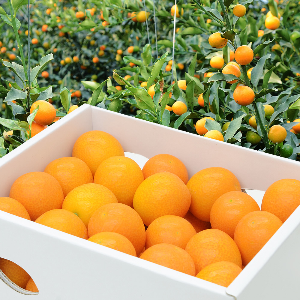 鹿兒島 金柑禮盒 約800G