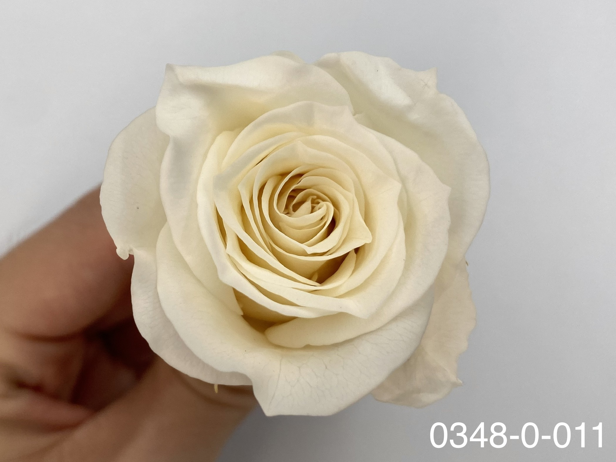 日本不凋小輪玫瑰(9朵) 03840-011