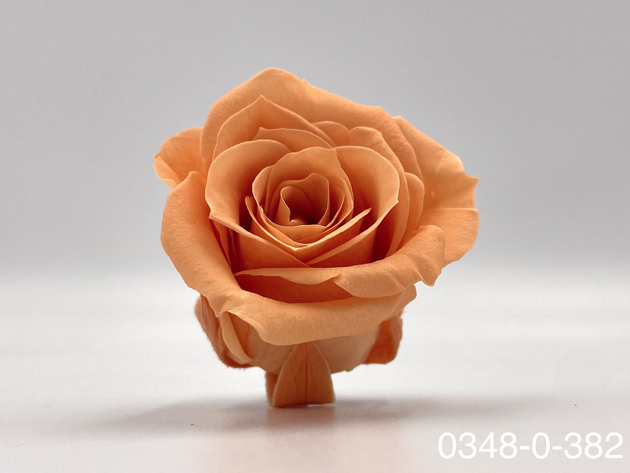 日本不凋小輪玫瑰(9朵) 03840-382