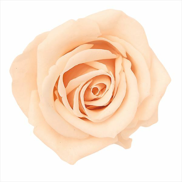 日本不凋小輪玫瑰(9朵) 03840-371