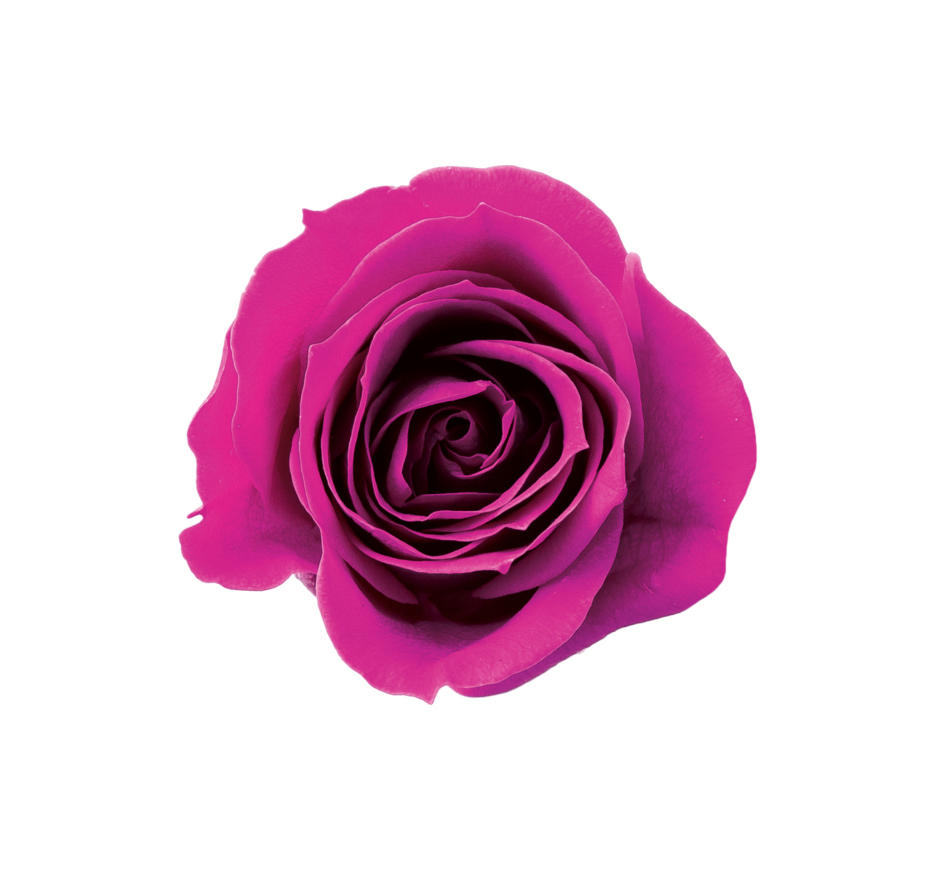 日本不凋小輪玫瑰(9朵) 03840-262