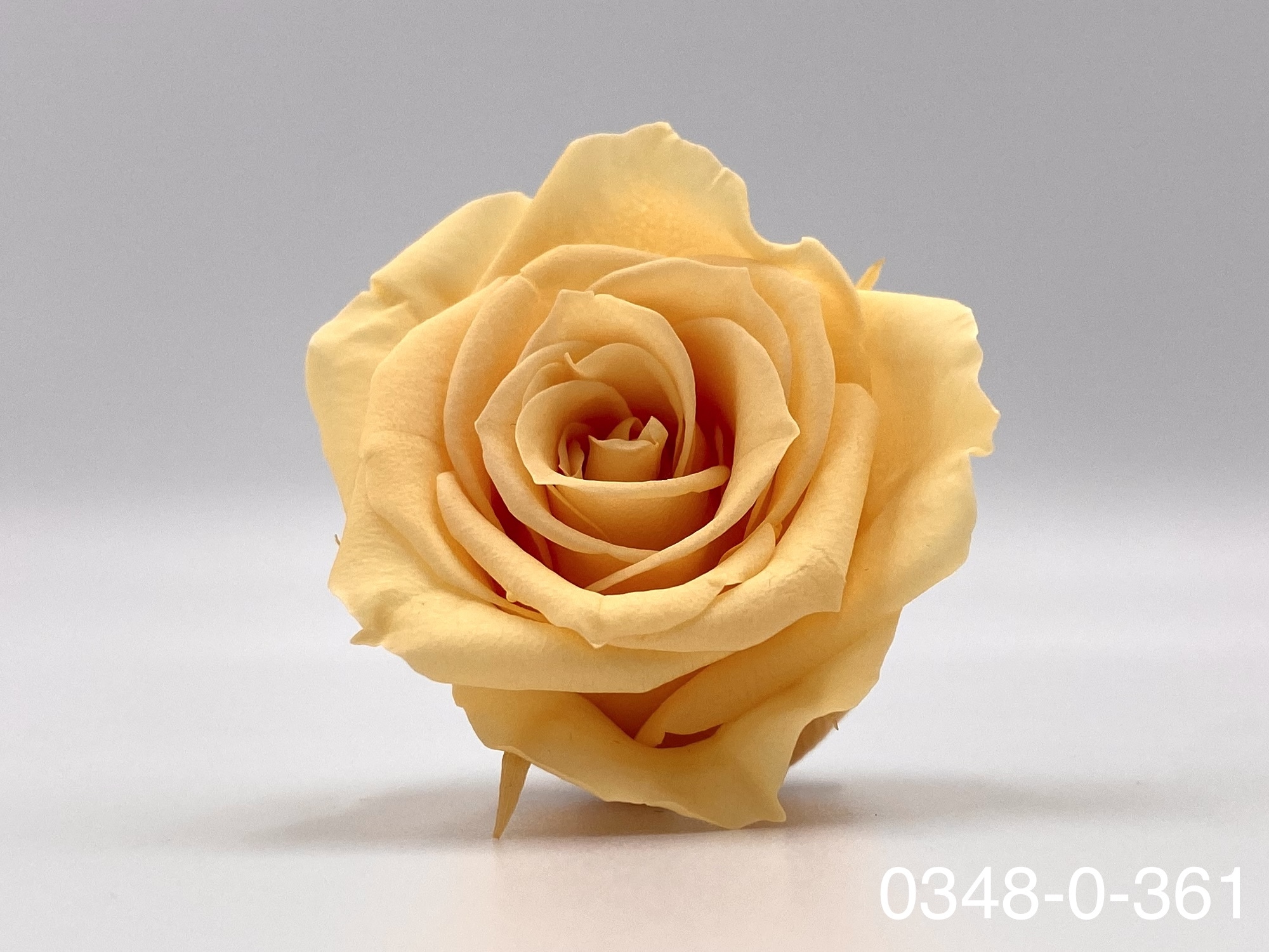 日本不凋小輪玫瑰(9朵) 03840-361