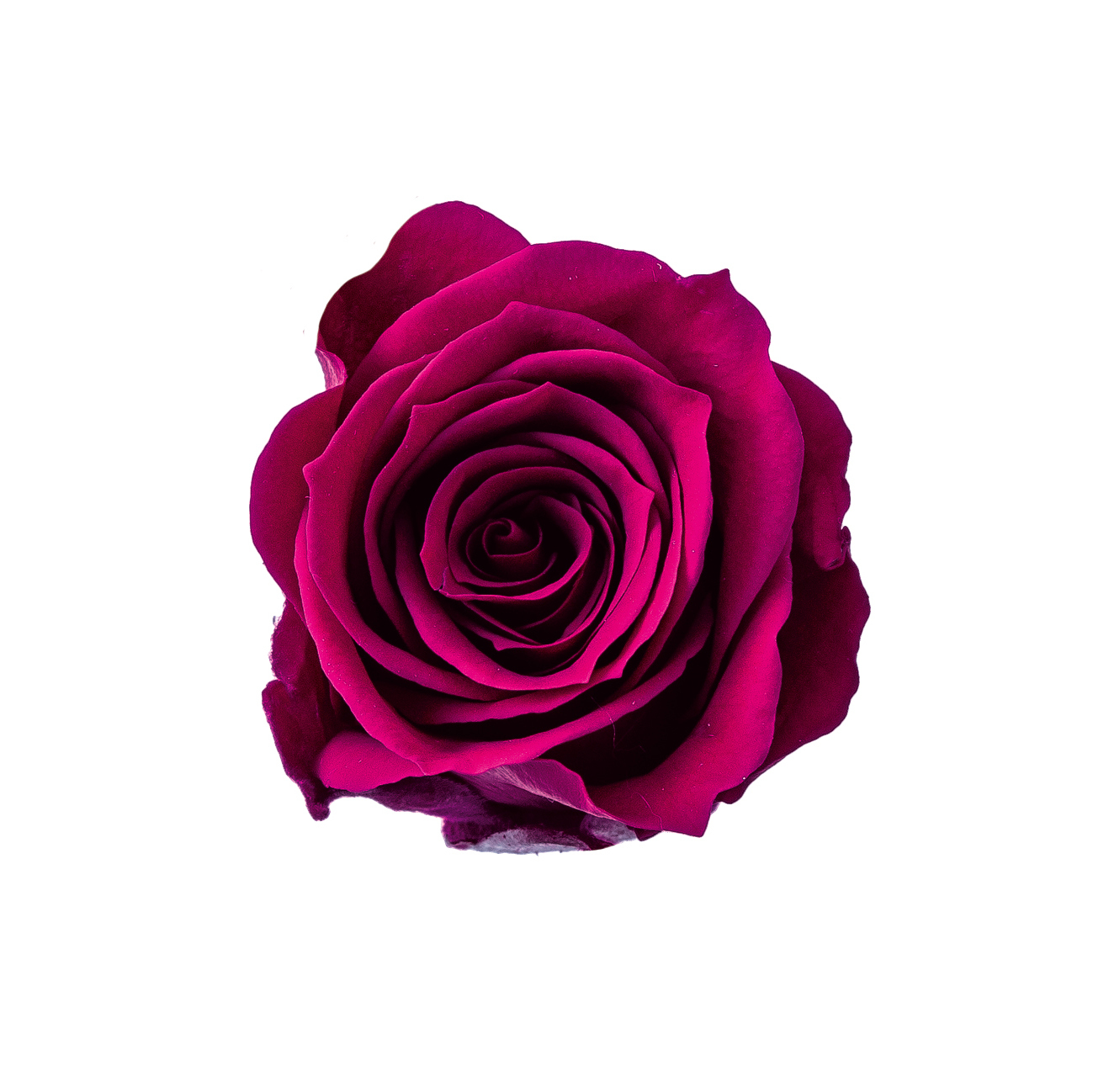 日本不凋小輪玫瑰(9朵) 03840-251