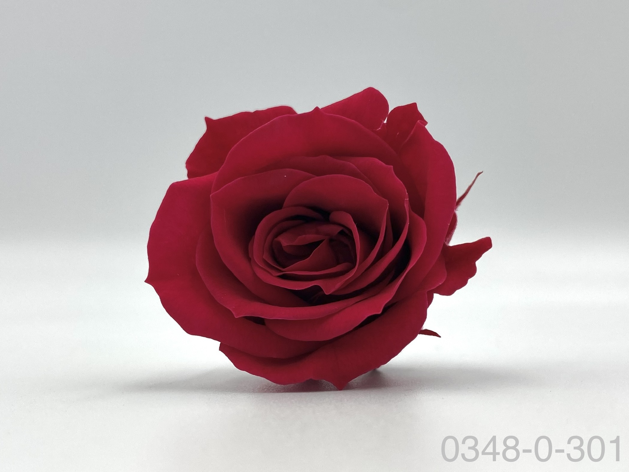 日本不凋小輪玫瑰(9朵) 03840-301