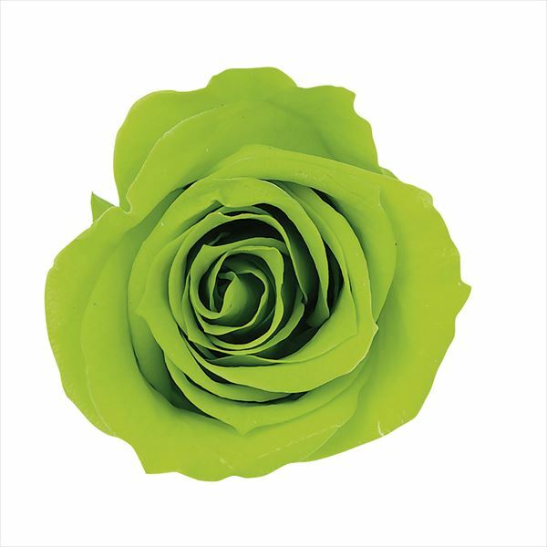 日本不凋小輪玫瑰(9朵) 03840-721