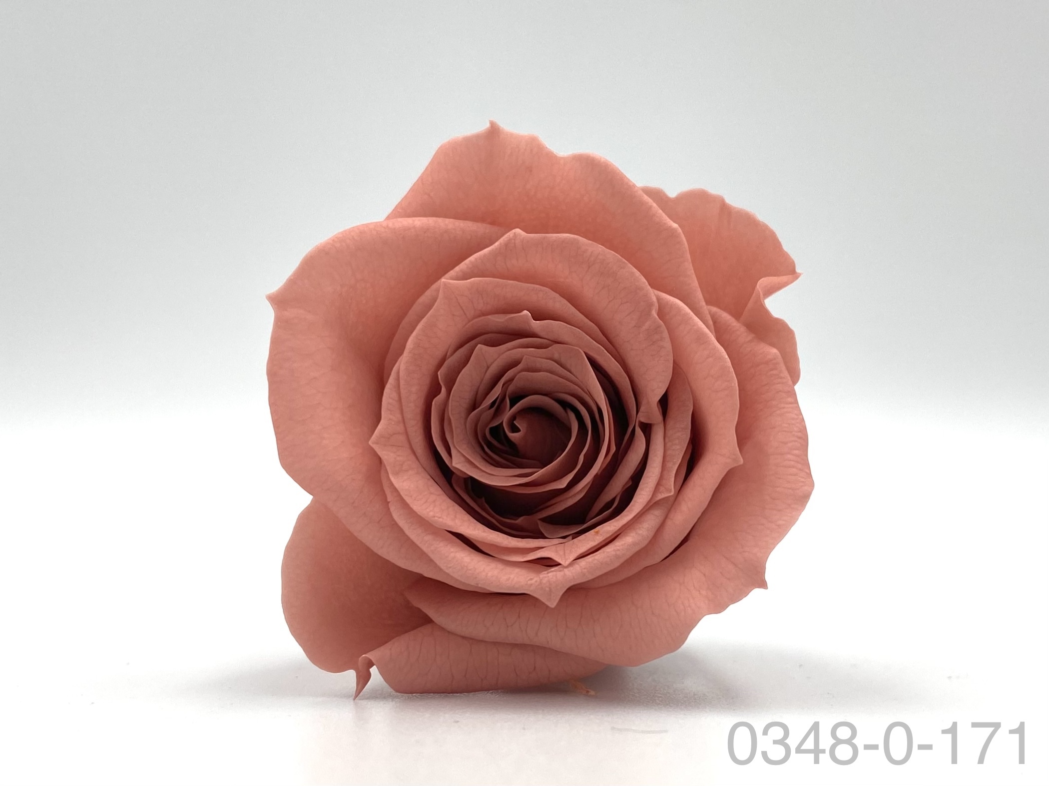 日本不凋小輪玫瑰(9朵) 03840-171