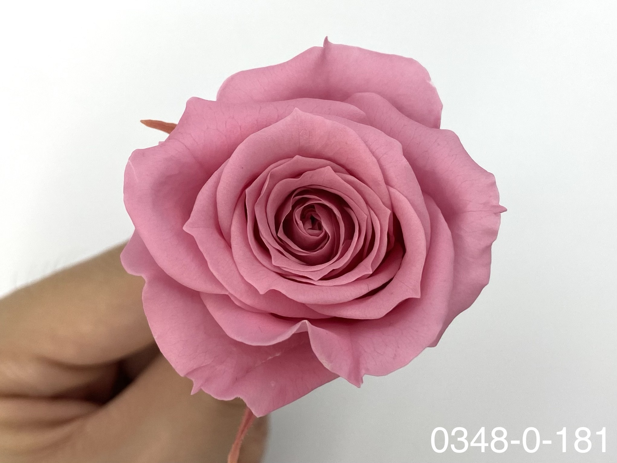 日本不凋小輪玫瑰(9朵) 03840-181