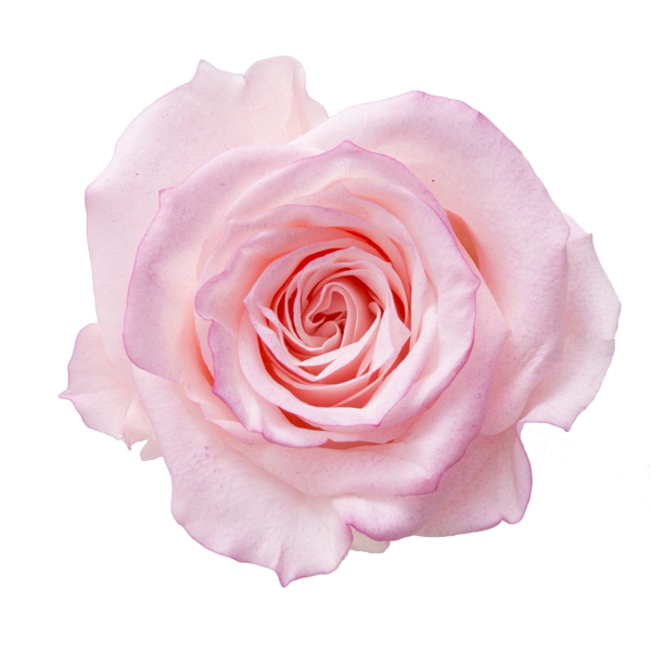 日本不凋中輪滾邊玫瑰(9朵) 03490-135