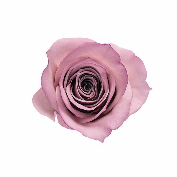 日本不凋中輪滾邊玫瑰(9朵) 03490-145