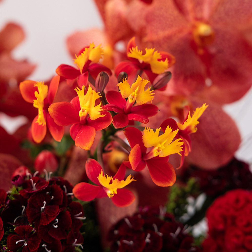 【錦繡】春節盆花