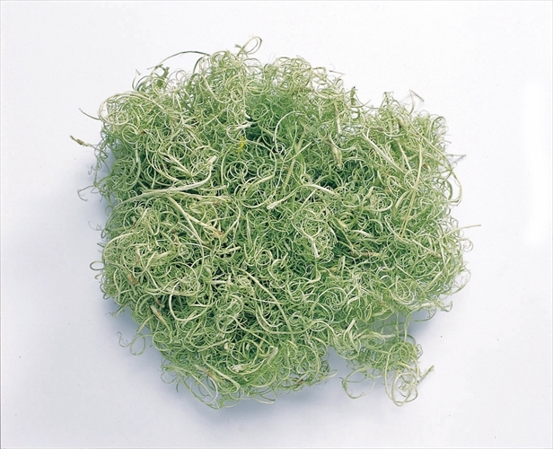 不凋捲松蘿-61180-700