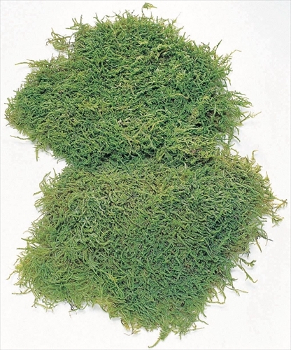 不凋苔癬 -61097-707