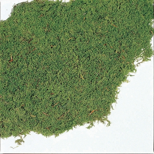 不凋苔癬-61091-700