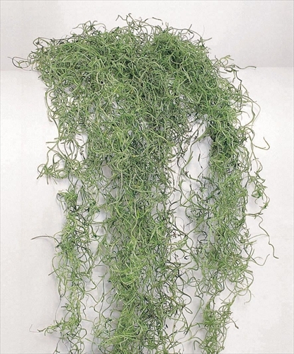 不凋松蘿-61067-707