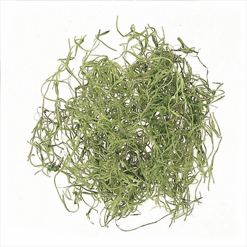 不凋松蘿 61063-700