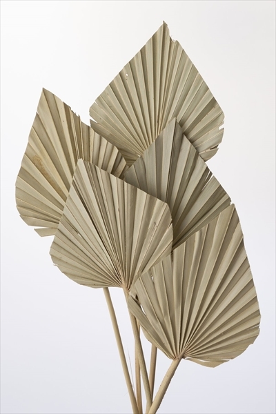 日本乾燥蒲葵葉 54060-000