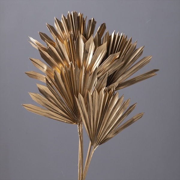 日本乾燥蒲葵葉 54050-900