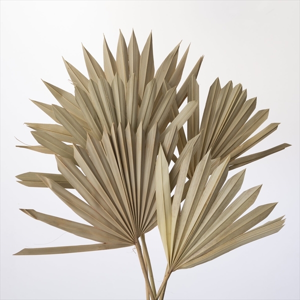 日本乾燥蒲葵葉 54050-000