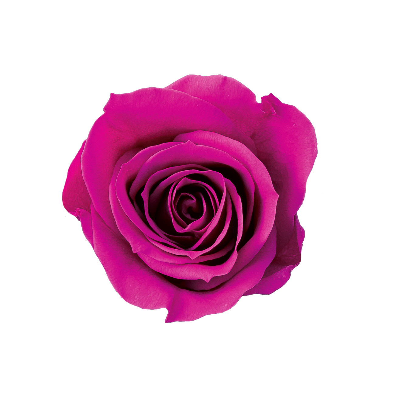 日本不凋中輪玫瑰(9朵) 03480-262