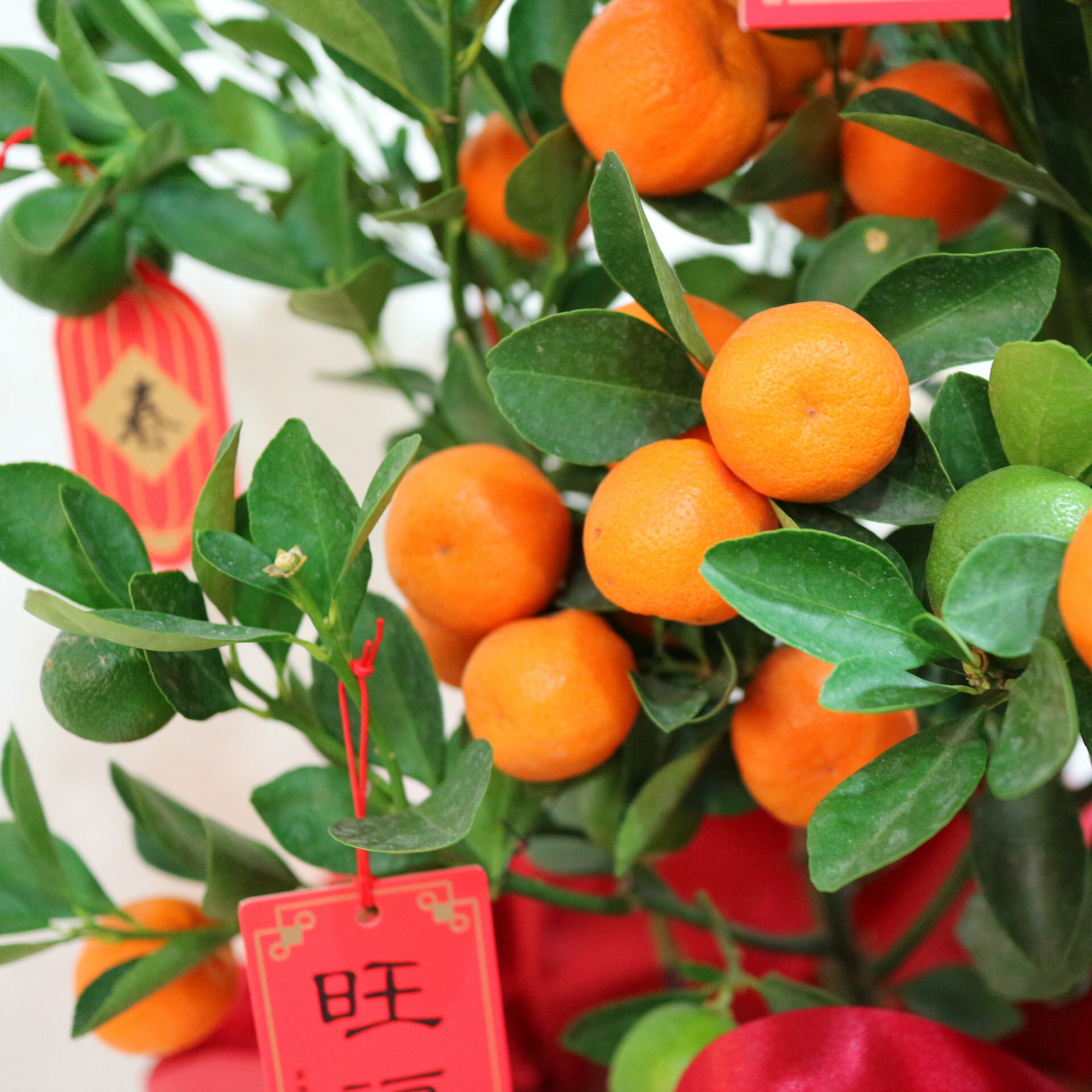 大吉大利❁金桔樹 買大就送-[馬上好運]開運馬寶寶  OP260888