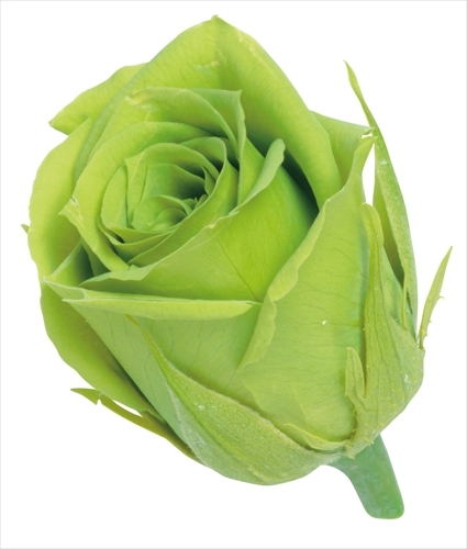 日本不凋迷你玫瑰(24朵) 02370-721