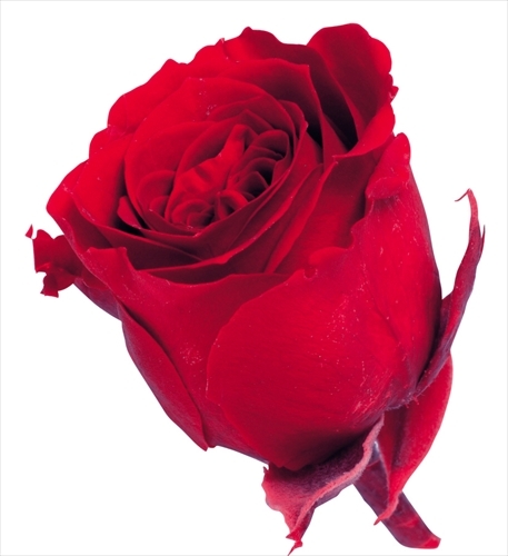 日本不凋迷你玫瑰(24朵) 02370-321