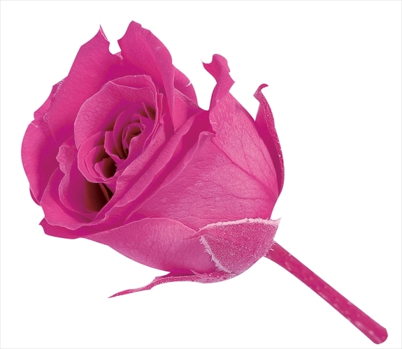 日本不凋迷你玫瑰(24朵) 02370-221