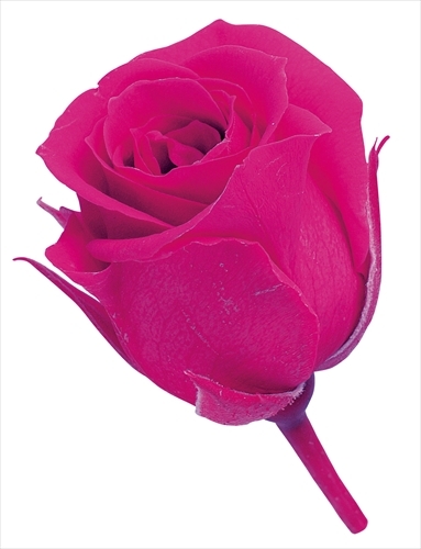 日本不凋迷你玫瑰(24朵) 02370-211