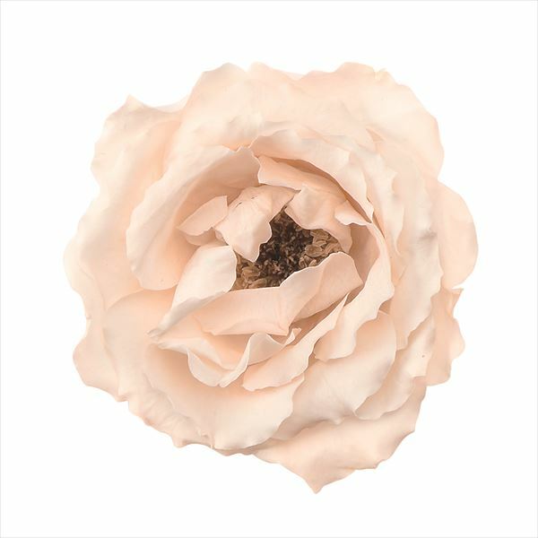 日本不凋馬加利卡玫瑰(6朵) 01030-371