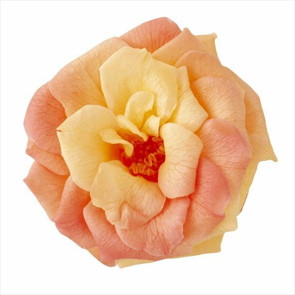 日本不凋薔薇玫瑰 02414-510