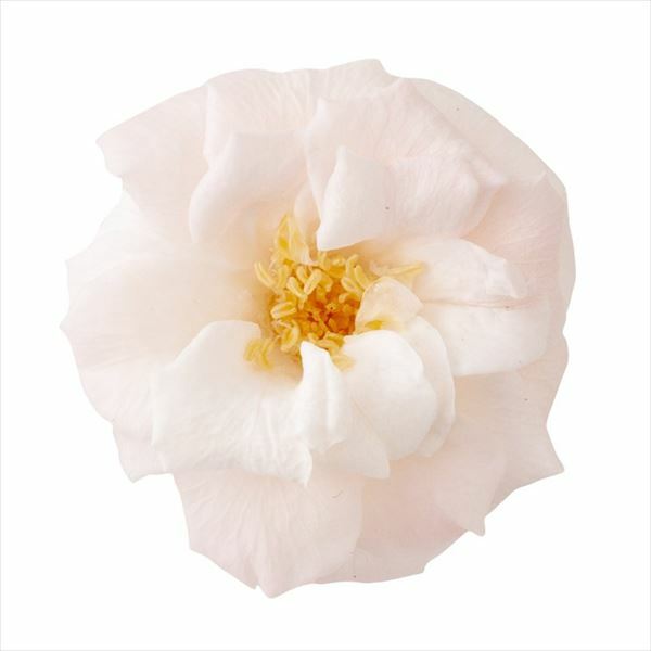 日本不凋薔薇玫瑰 02414-100