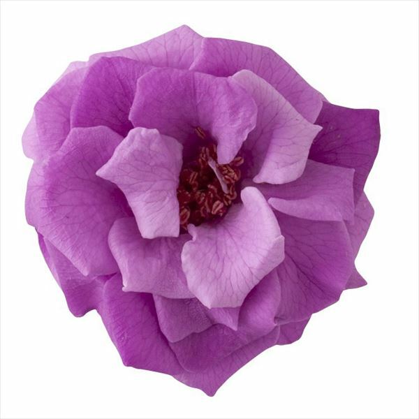 日本不凋薔薇玫瑰 02414-440