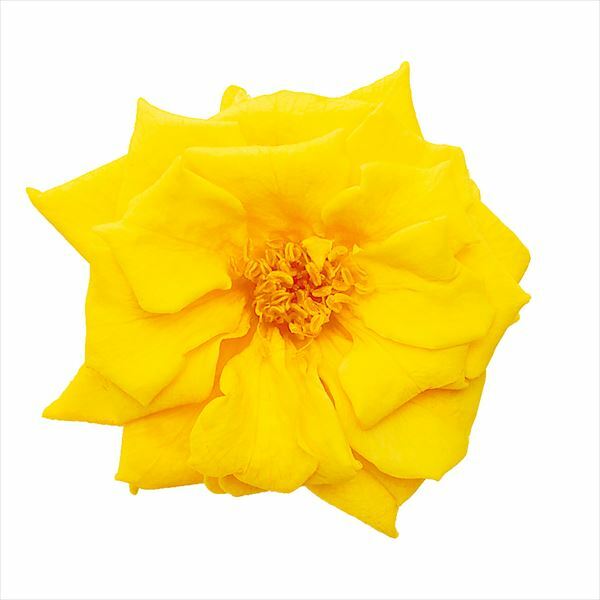 日本不凋薔薇玫瑰 02412-521