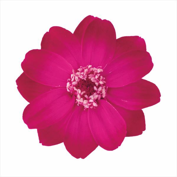 日本不凋百日草(12朵) 03464-130