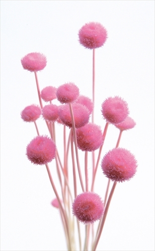 日本乾燥鈕扣菊(小) 30180-141