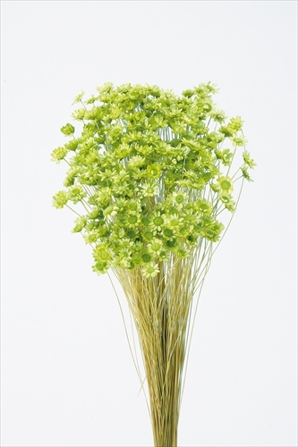 日本不凋繁星花(小) 30191-721