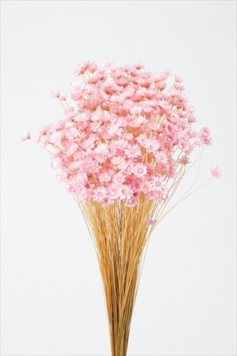 日本不凋繁星花(小) 30191-101