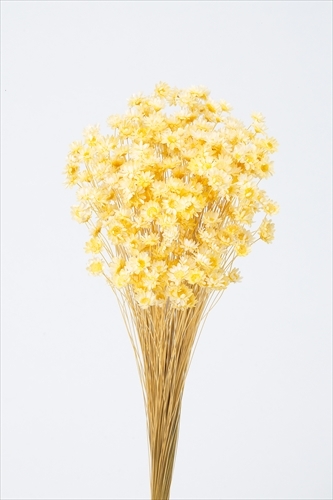 日本不凋繁星花(小) 30191-501