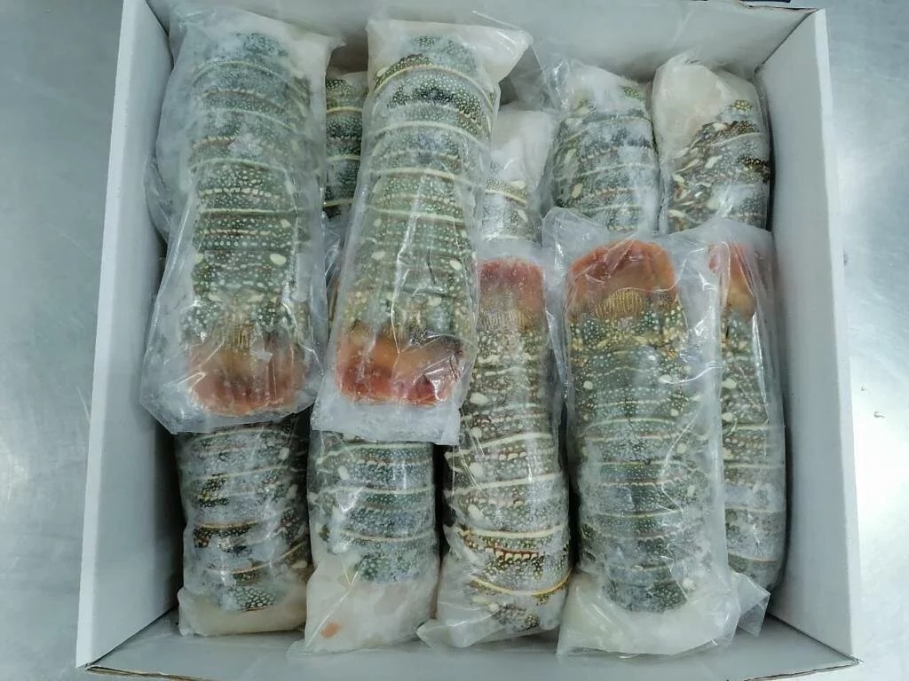 阿聯酋 中東龍蝦尾